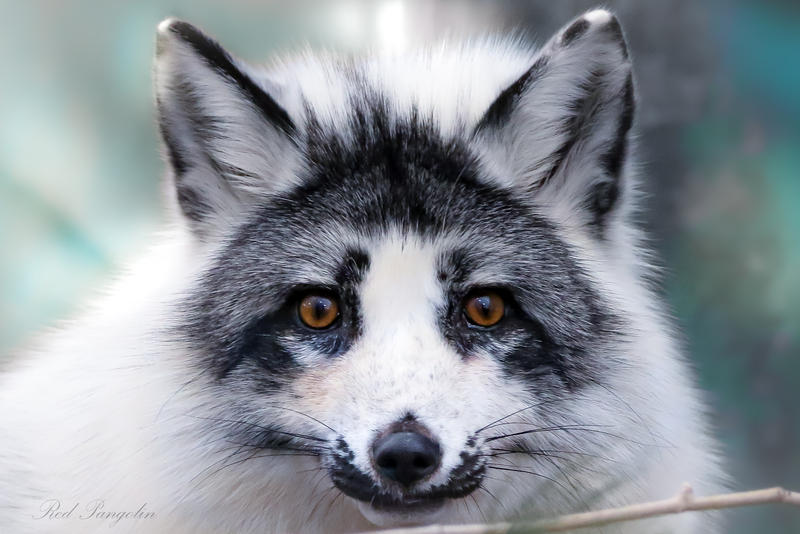 Fox Fanaticism: A Comprehensive Guide to Canadian Marble Foxes